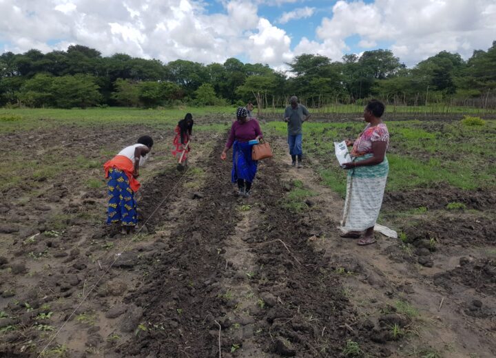 Women seasonal workers helping with crop cultivation and harvesting